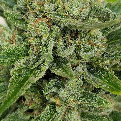 Blacky growlog timeline photo