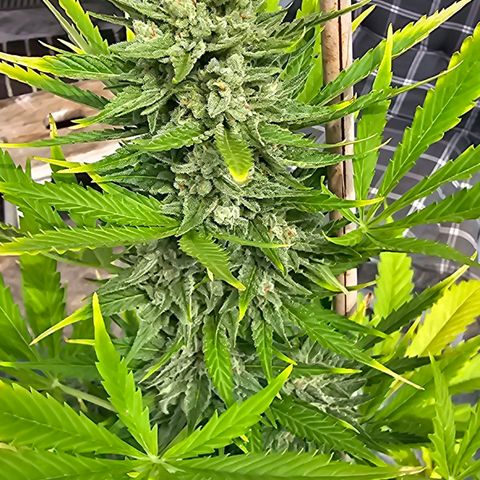 Blacky growlog timeline photo