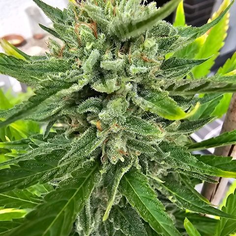 Blacky growlog in Zelt