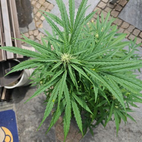 BAM growlog timeline photo