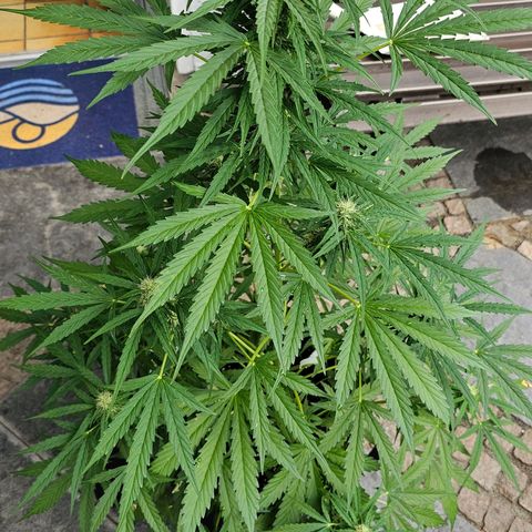 BAM growlog timeline photo