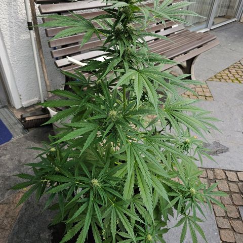 BAM growlog timeline photo