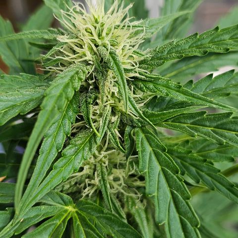 BAM growlog timeline photo