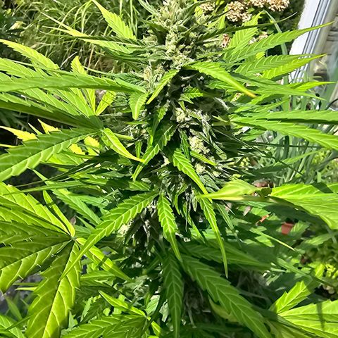 BAM growlog timeline photo