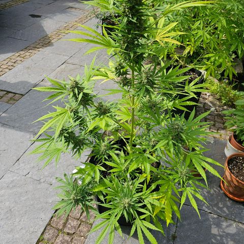 BAM growlog timeline photo