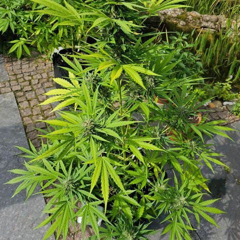 BAM growlog timeline photo