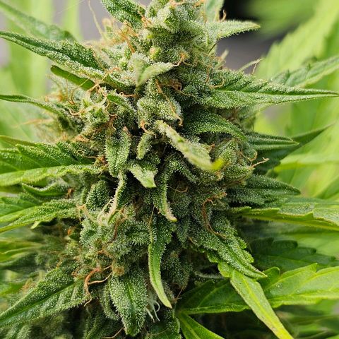 BAM growlog timeline photo