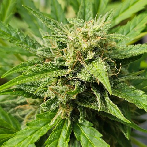BAM growlog timeline photo