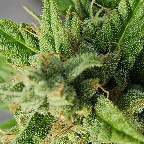 BAM growlog timeline photo
