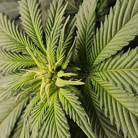 Banana Blaze #1 growlog timeline photo