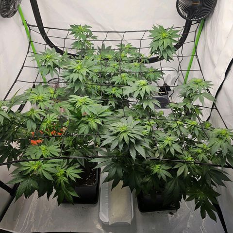 Banana Blaze #1 growlog timeline photo