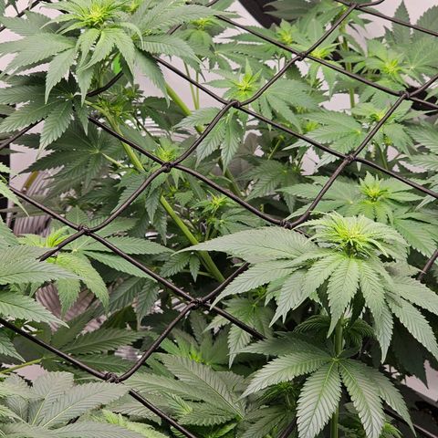Banana Blaze #1 growlog timeline photo