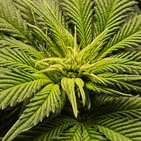 Banana Blaze #1 growlog timeline photo