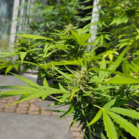 BAM growlog photo: morgen früh wird geerntet. Unter der Lupe sind viele milchige und schon  einige bernsteinfarbene Trichome zu sehen. 
