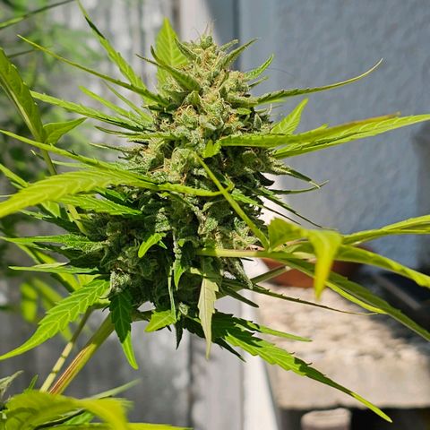 BAM growlog photo: morgen früh wird geerntet. Unter der Lupe sind viele milchige und schon  einige bernsteinfarbene Trichome zu sehen. 