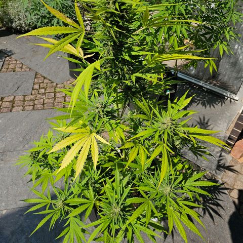 BAM growlog photo: morgen früh wird geerntet. Unter der Lupe sind viele milchige und schon  einige bernsteinfarbene Trichome zu sehen. 