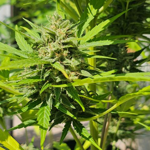 BAM growlog photo: morgen früh wird geerntet. Unter der Lupe sind viele milchige und schon  einige bernsteinfarbene Trichome zu sehen. 