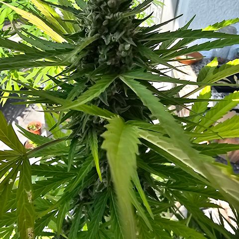 BAM growlog photo: morgen früh wird geerntet. Unter der Lupe sind viele milchige und schon  einige bernsteinfarbene Trichome zu sehen. 
