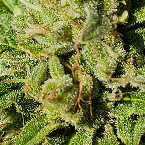 BAM growlog photo: morgen früh wird geerntet. Unter der Lupe sind viele milchige und schon  einige bernsteinfarbene Trichome zu sehen. 