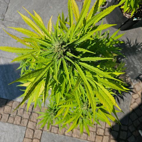 BAM growlog photo: morgen früh wird geerntet. Unter der Lupe sind viele milchige und schon  einige bernsteinfarbene Trichome zu sehen. 