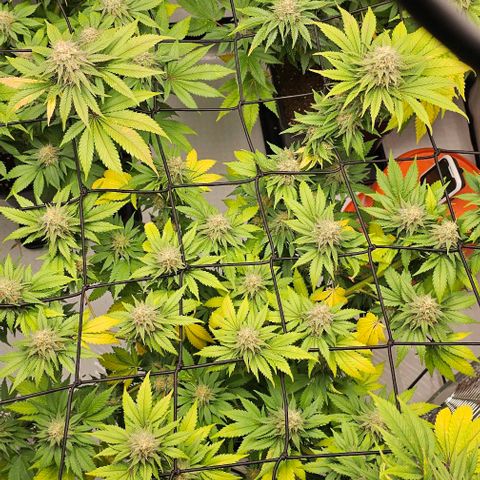 Banana Blaze #1 growlog timeline photo