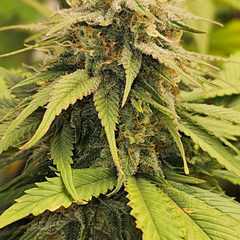 Banana Blaze #1 growlog timeline photo