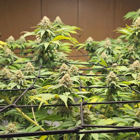 Banana Blaze #1 growlog timeline photo
