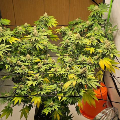 Banana Blaze #1 growlog timeline photo