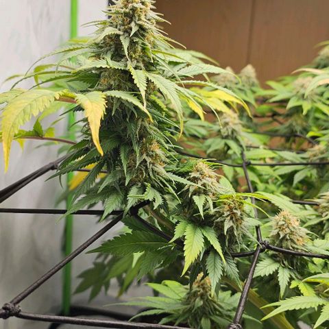 Banana Blaze #1 growlog timeline photo