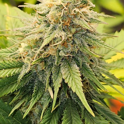 Banana Blaze #1 growlog timeline photo