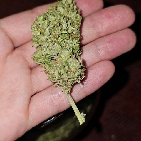 BAM growlog photo: 1 Pflanze = 65g trocken,
ABER: hat wohl gezwittert. Auf meiner Terrasse wurde es sehr heiß im Sommer. Meine Vermutung ist, dass der Hitzestress zum Zwittern führte. Sind halt ein paarSamen drin - so what... schmeckt trotzdem sehr gut.