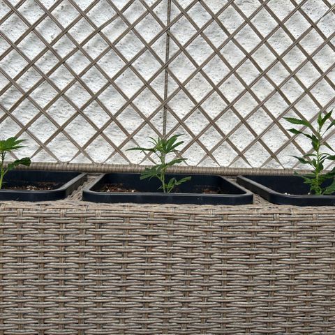 Critical growlog timeline photo