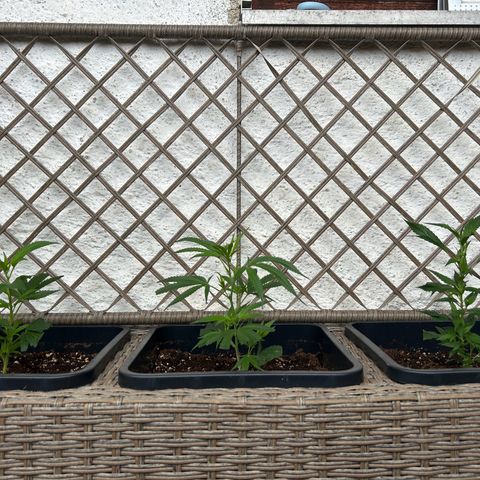 Critical growlog timeline photo