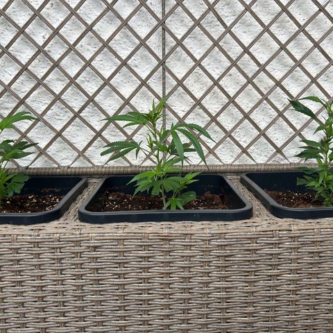 Critical growlog timeline photo