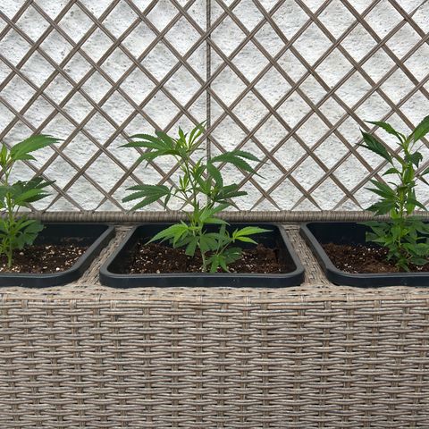 Critical growlog timeline photo