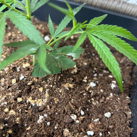 Critical growlog photo: Mehltau
