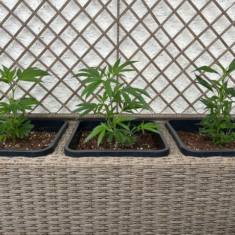 Critical growlog photo: 15*
82%