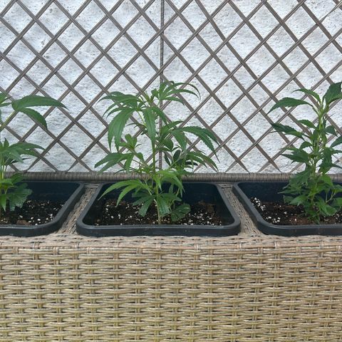 Critical growlog photo: 29*
58%