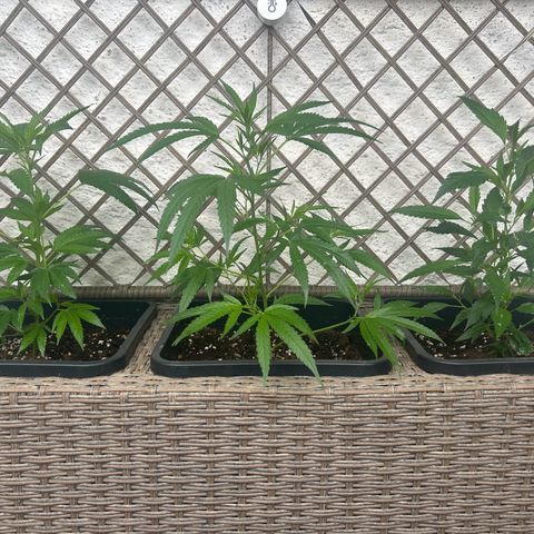 Critical growlog photo: Training nachher