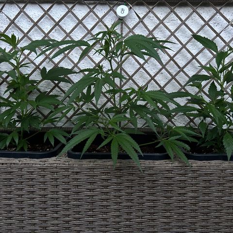 Critical growlog timeline photo