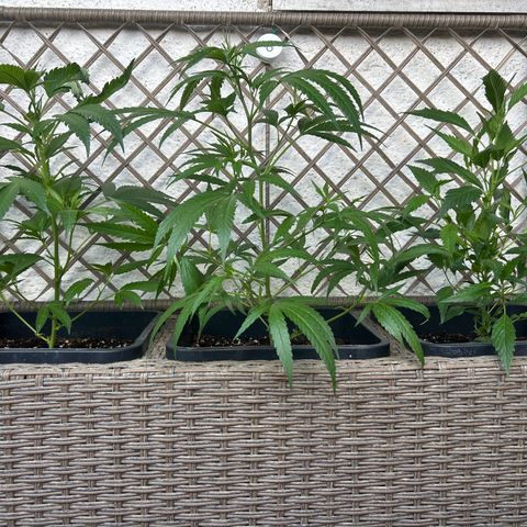 Critical growlog timeline photo