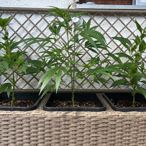 Critical growlog timeline photo