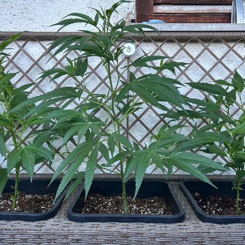 Critical growlog timeline photo