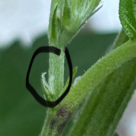 Critical growlog timeline photo