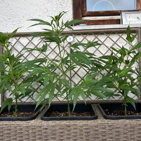 Critical growlog timeline photo
