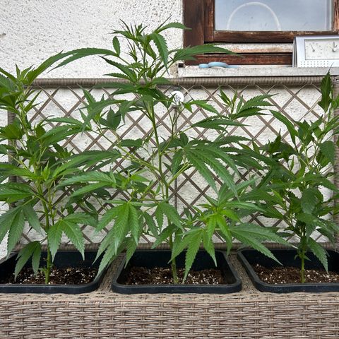 Critical growlog timeline photo