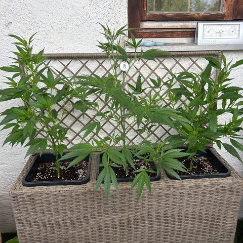 Critical growlog timeline photo