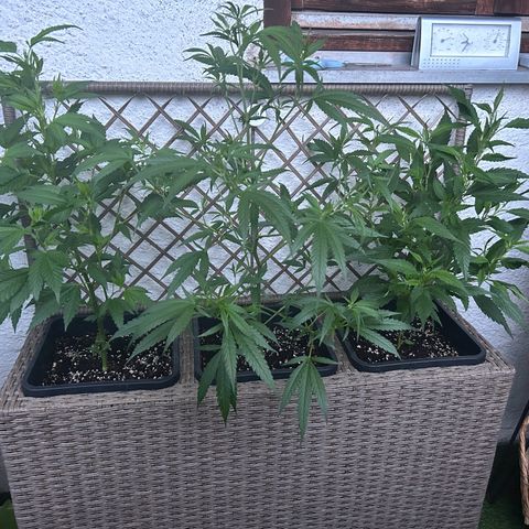 Critical growlog timeline photo
