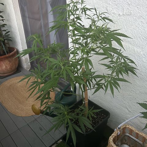 Critical growlog timeline photo