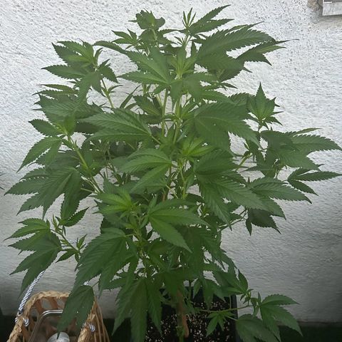 Critical growlog timeline photo